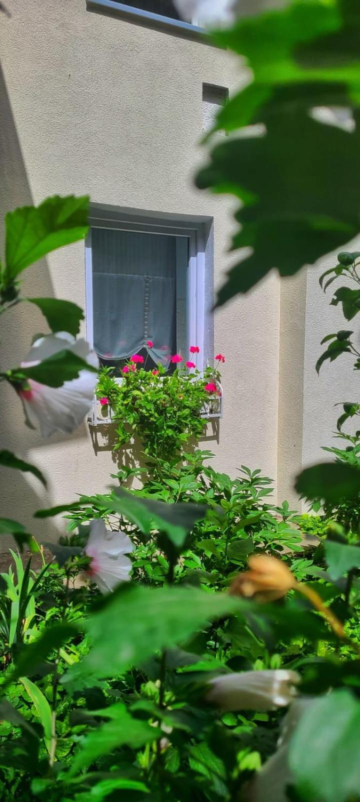 קלוז'-נאפוקה Anna'S Guesthouse מראה חיצוני תמונה